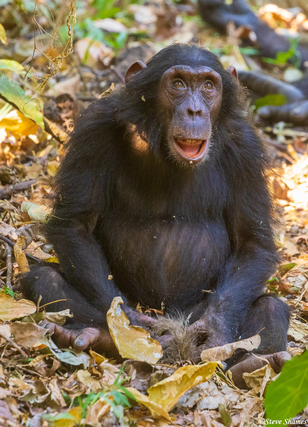 A chimpanzee, just sitting around in the leaves.