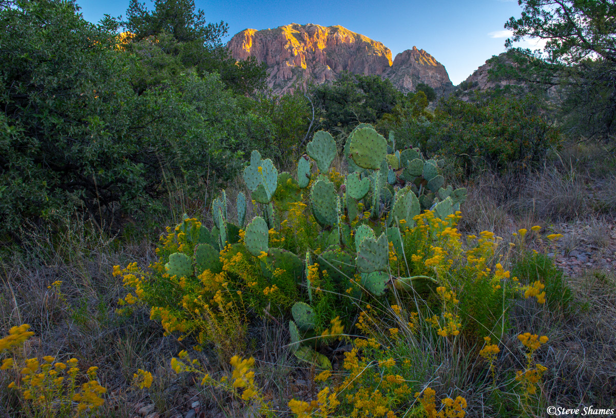 Morning in Chisos Basin. I like the intermingling of the yellow flowers among the cactus.