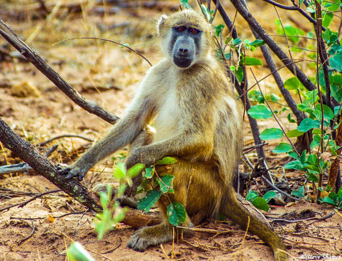This Chobe baboon takes on a quiet thoughtful pose.