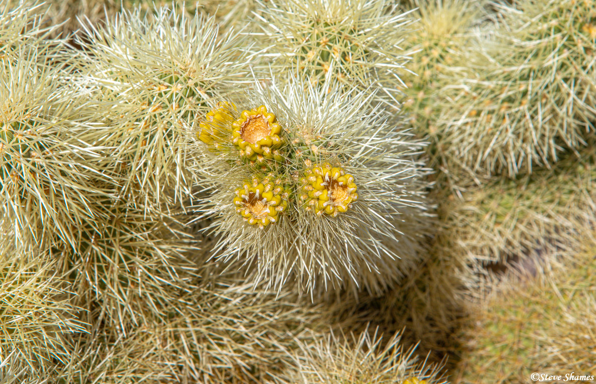 Close up of the buds and spikes of the Cholla Cactus.