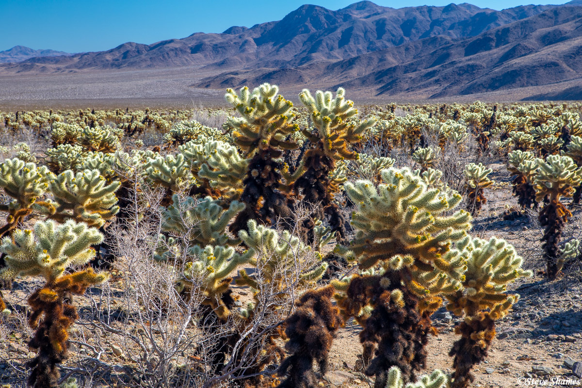 They call this the "Cholla Cactus Garden". This is a popular spot at Joshua Tree National Park.
