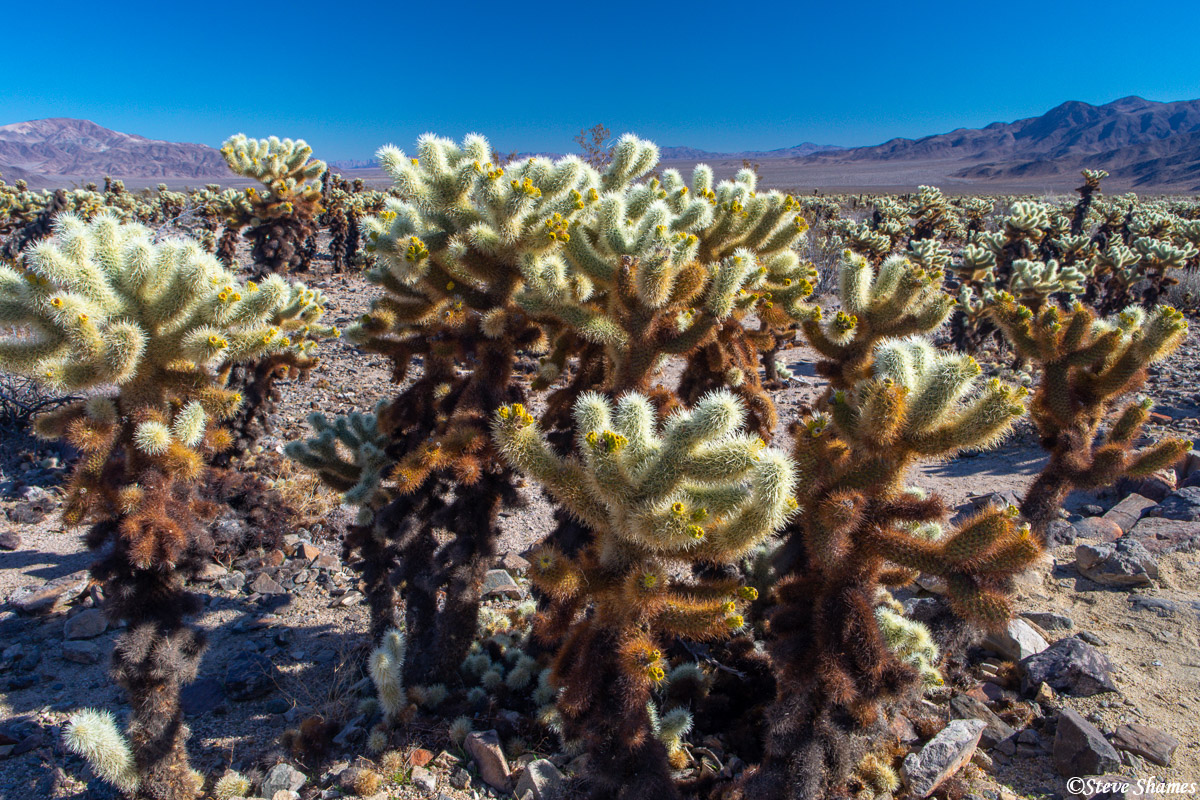 I like the looks of these prickly Cholla cactus.