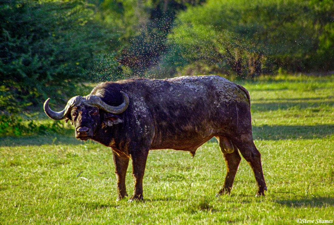That's a big cloud of flies hovering over this mud caked bull cape buffalo.