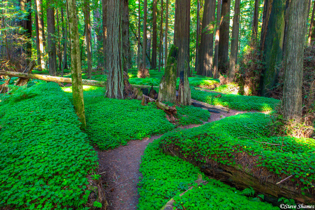 At the feet of the redwood forest, is another forest -- a forest of clover!