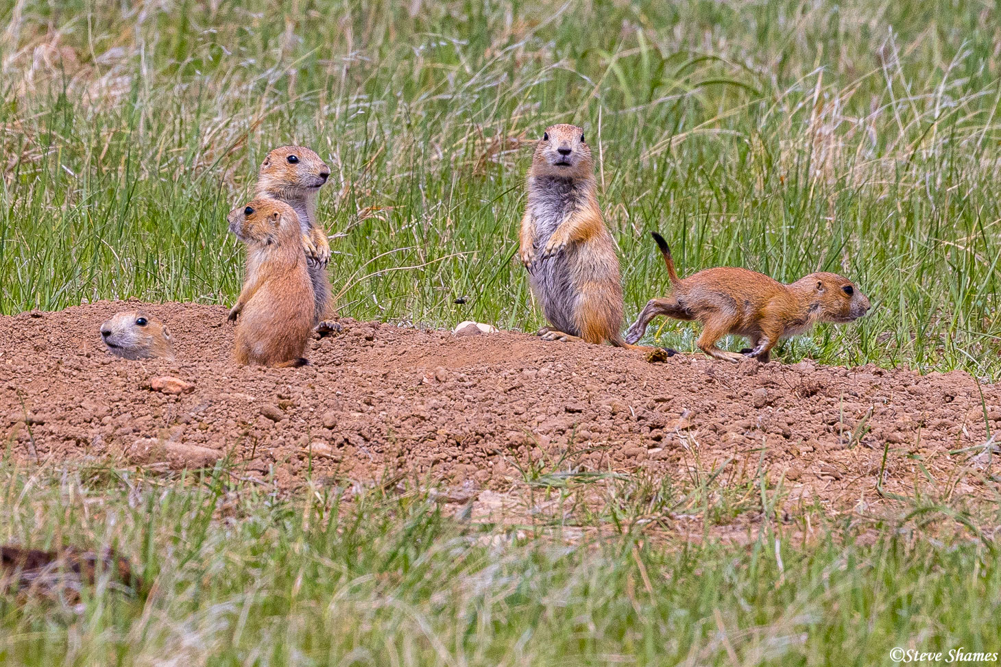 A prairie dog family along cold brook canyon trail in Wind Cave National Park.