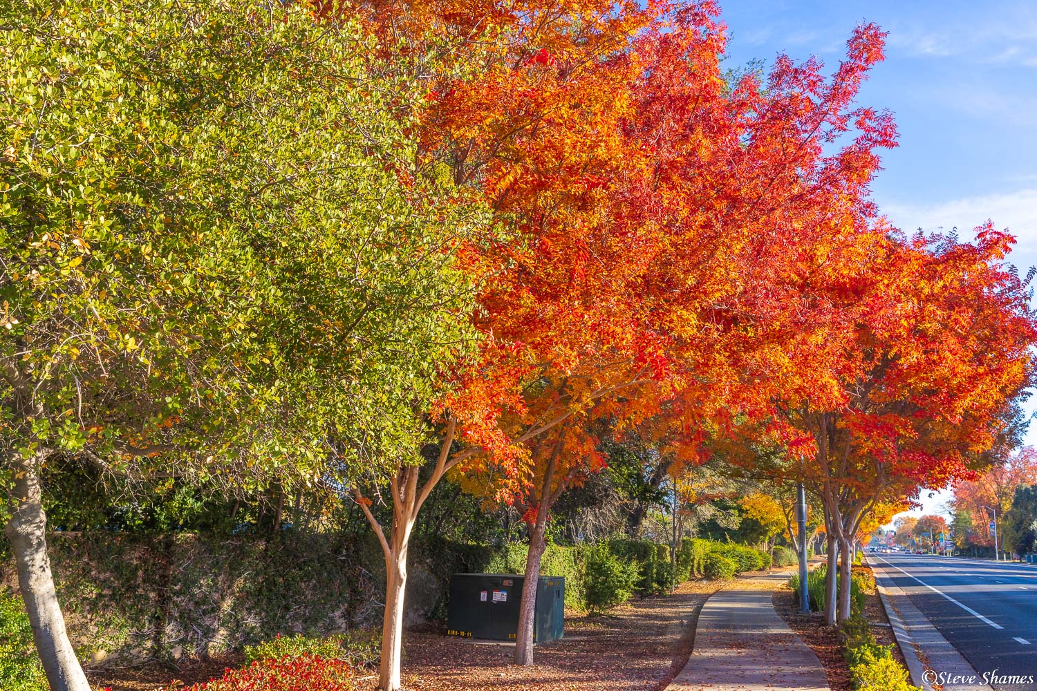Along Coloma Road in the city of Rancho Cordova, I saw these great fall colors.