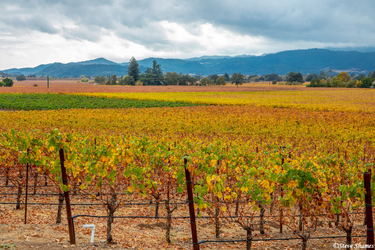 I like the patterns of color on this vineyard.