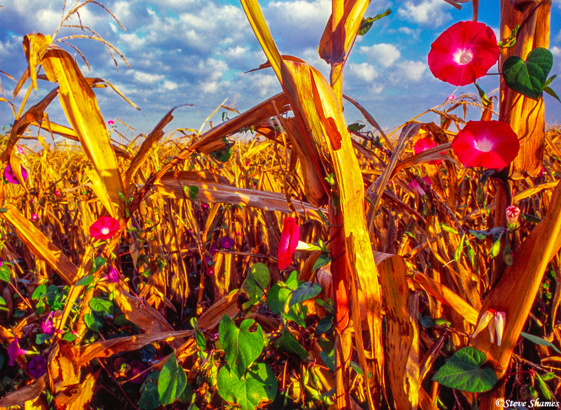 Just outside of Indianapolis, a dead cornfield comes alive with colorful morning glories!
