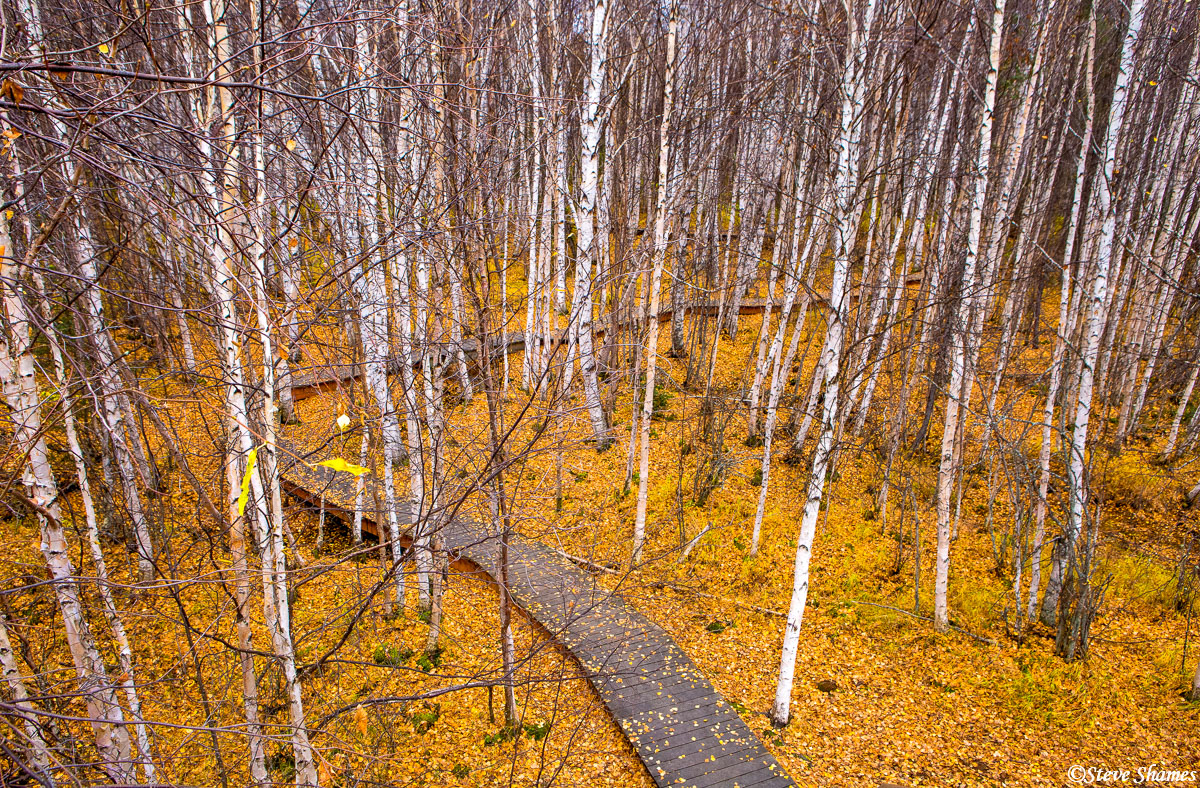 I liked the way this boardwalk meandering through the trees. This was at Creamers Field in Fairbanks.