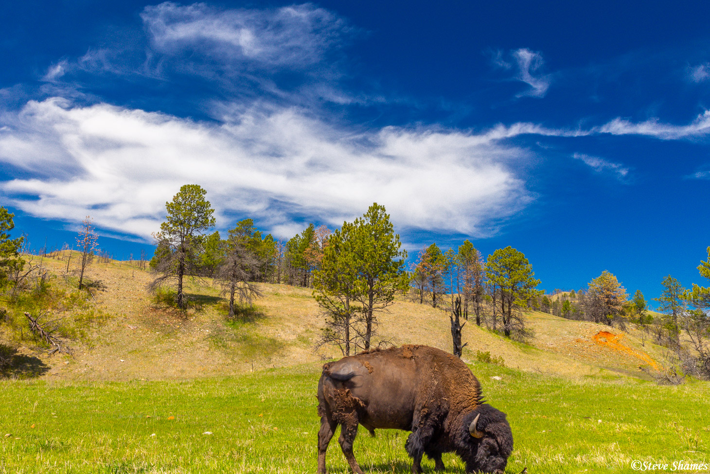 There is a large bison herd at Custer State Park.