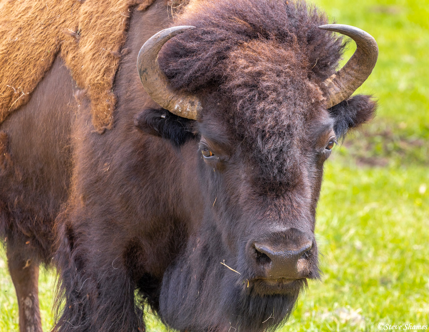 Portrait of a Custer State Park buffalo.