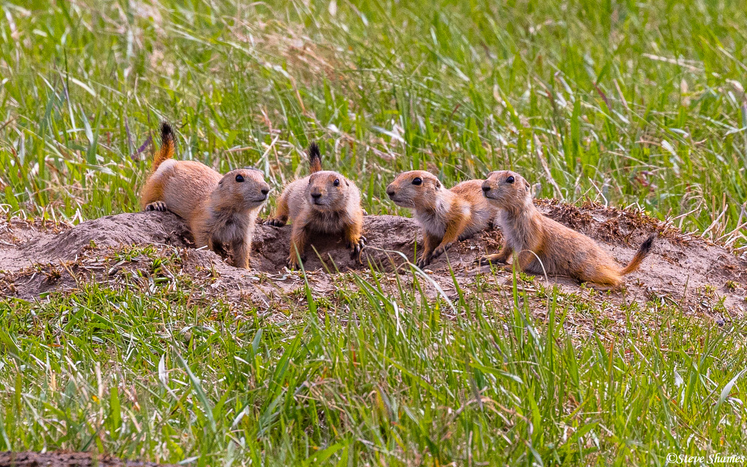 Custer State Park is full of prairie dog towns. These guys are always alert.