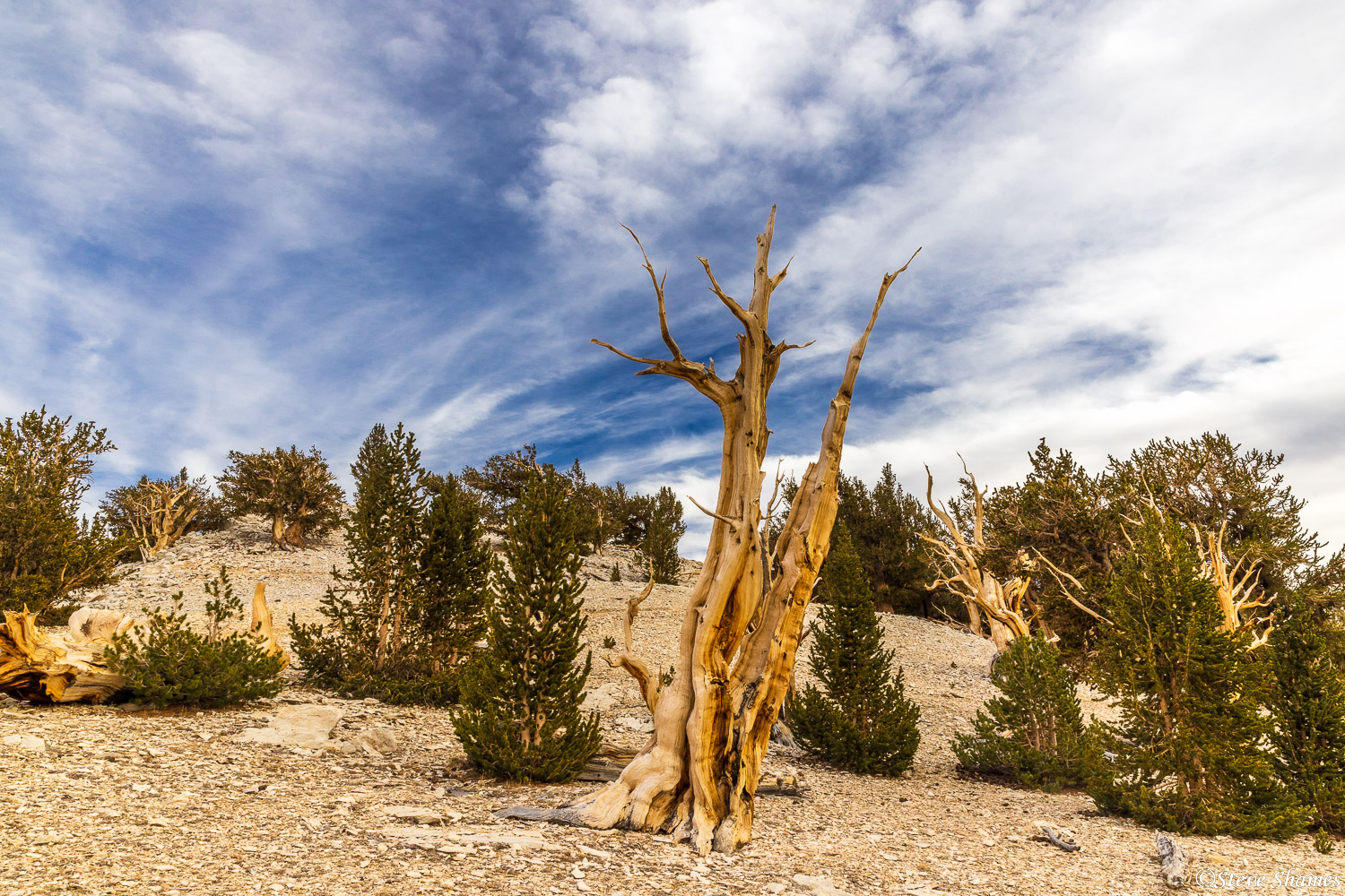 These bristlecone pine trees will stand for hundreds or thousands of years after they die. It takes that long for them to rot...