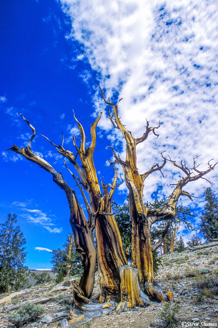 This looked like a complex of different trees, but it was probably the old remains of a single tree.