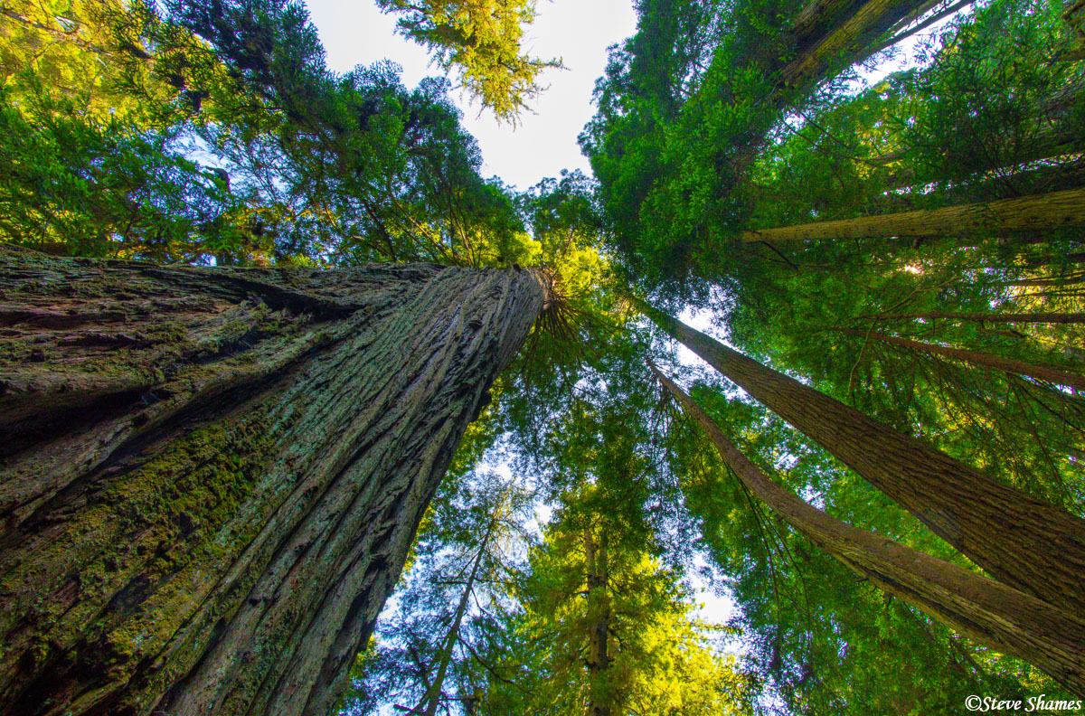 This was at the Del Norte Coast Redwoods State Park -- part of the Redwood National Park complex.
