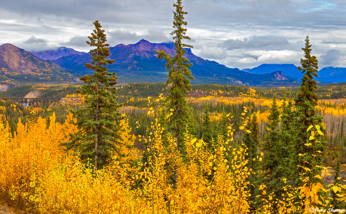 A scene from Denali National Park.