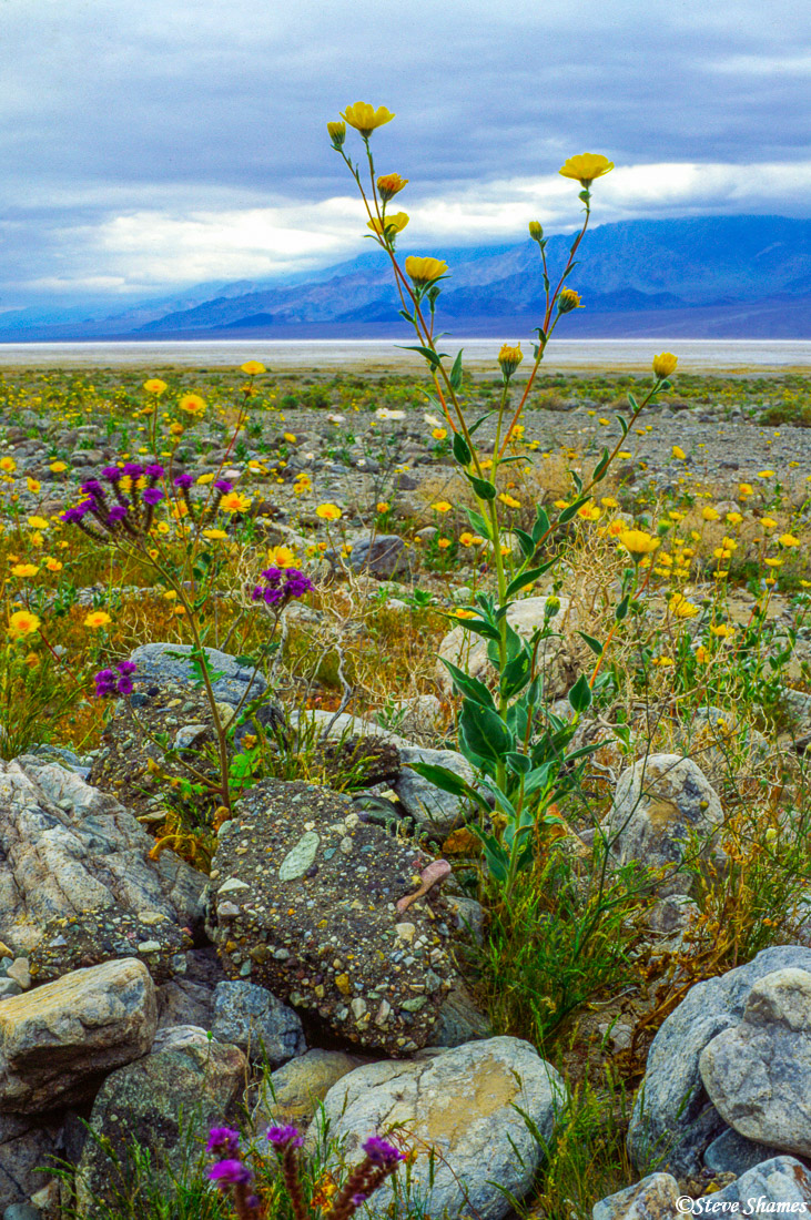 A lone desert gold emerging out of a group of rocks.