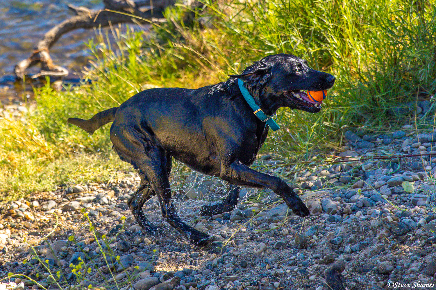 The triumphant dog coming out of the river with the ball in his mouth.