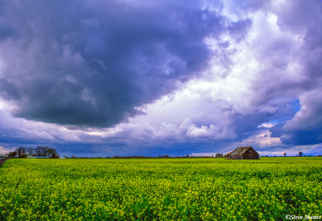 Here is my favorite barn, with my favorite type of sky. A dramatic exciting ready to burst sky!