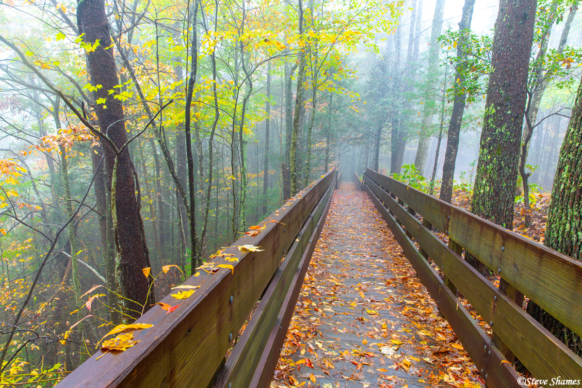 A boardwalk into the fog. This leads to the one mile trail down to Dukes Creek Falls.