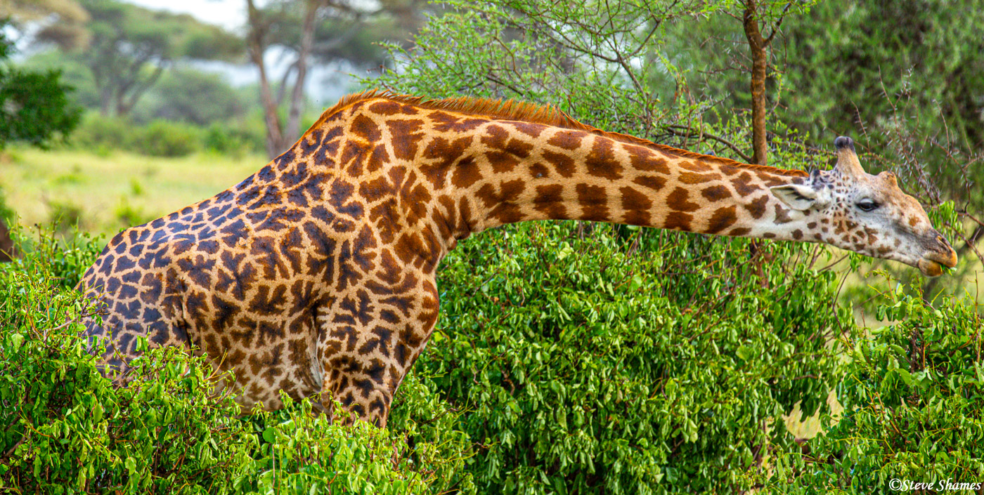 Giraffe stretching out a little to grab some leaves.