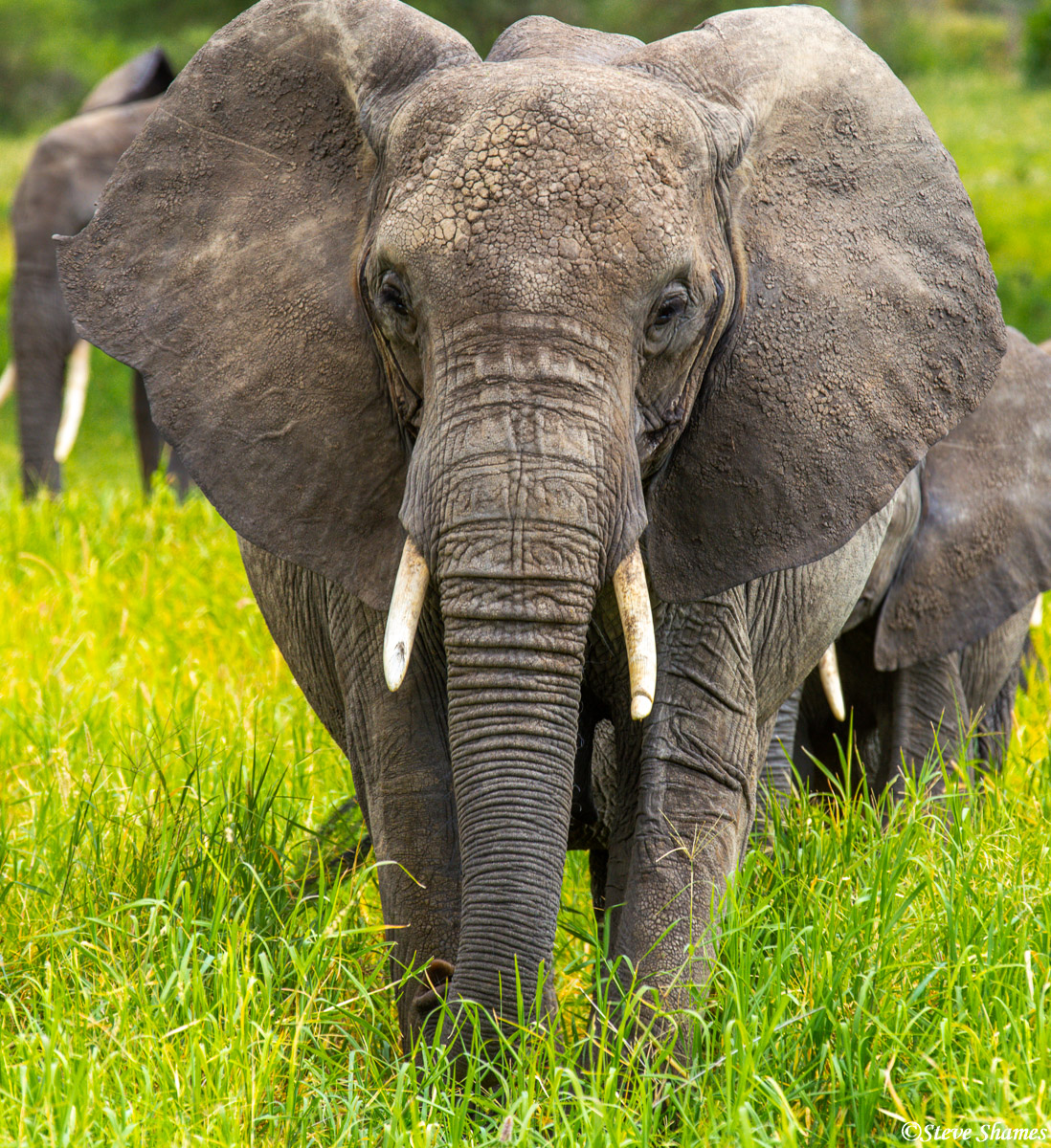 This elephant approached our way with his ears flapping out. Sometimes they do that to cool off, since their ears act like a...