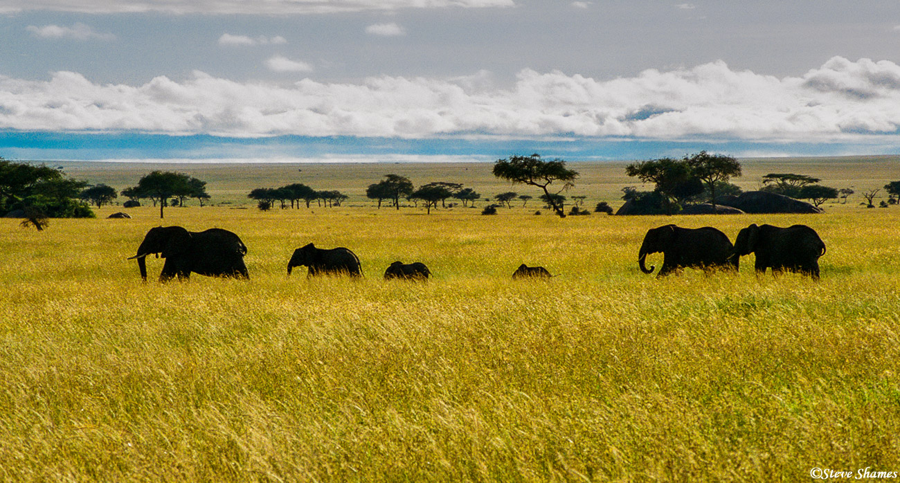 This line of elephants in the Serengeti made a fine silhouette.