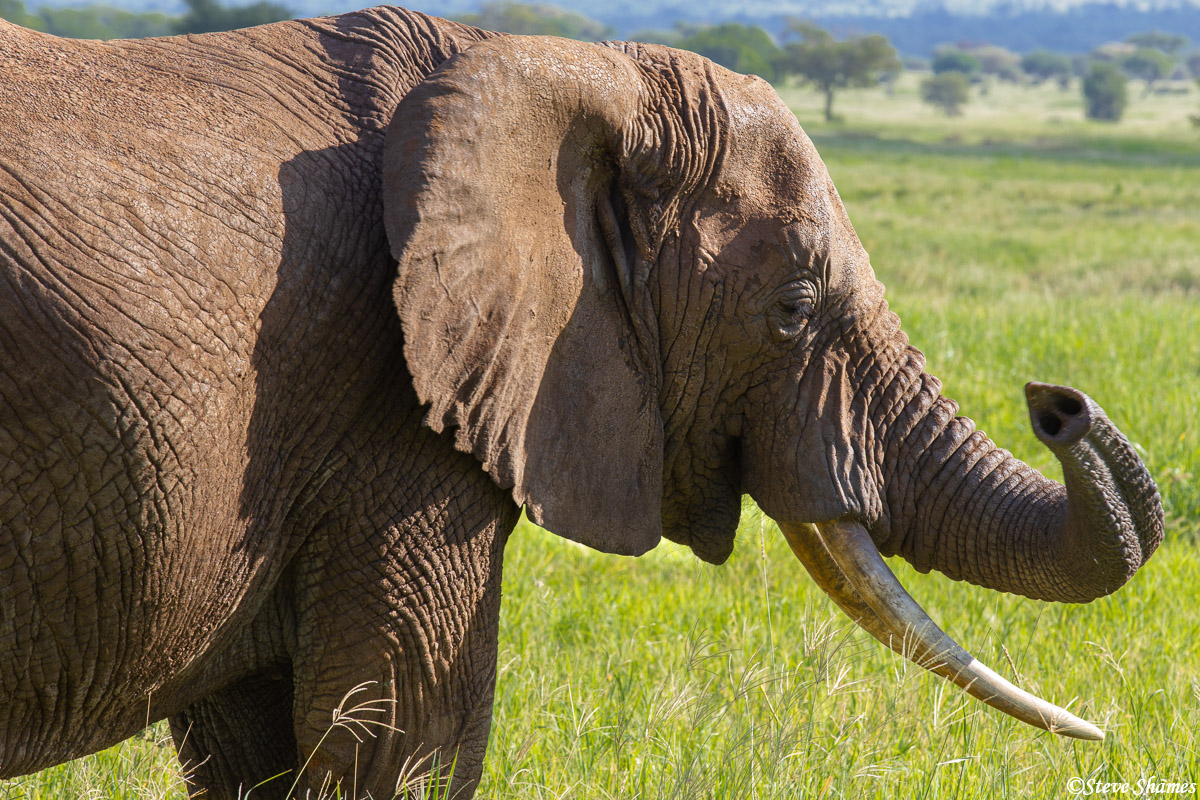 An elephant smelling the air.