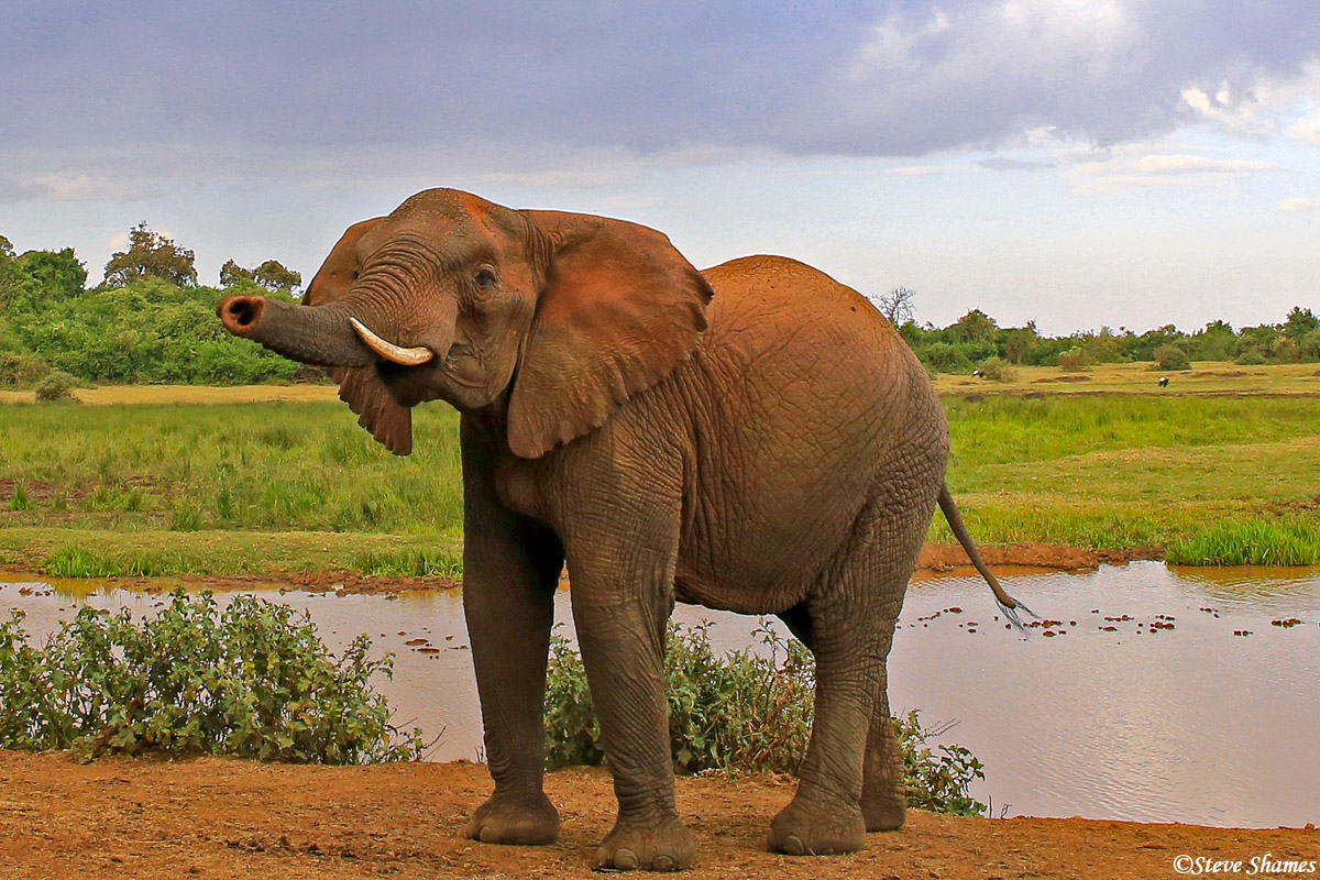 This elephant is trying to get a whiff of what is going on around it.