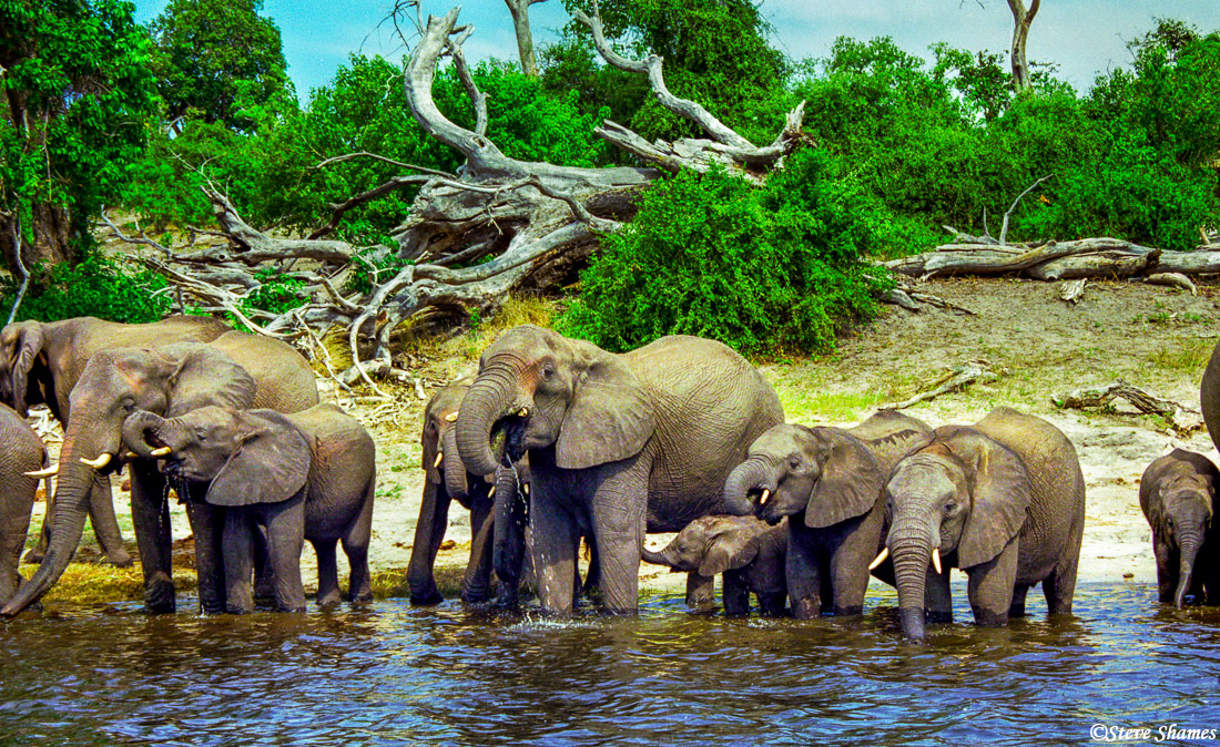 Elephants drinking from the Chobe River.