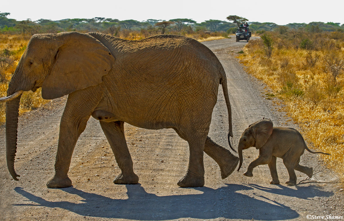 Elephant mother with her calf,&nbsp;crossing the road at Samburu.