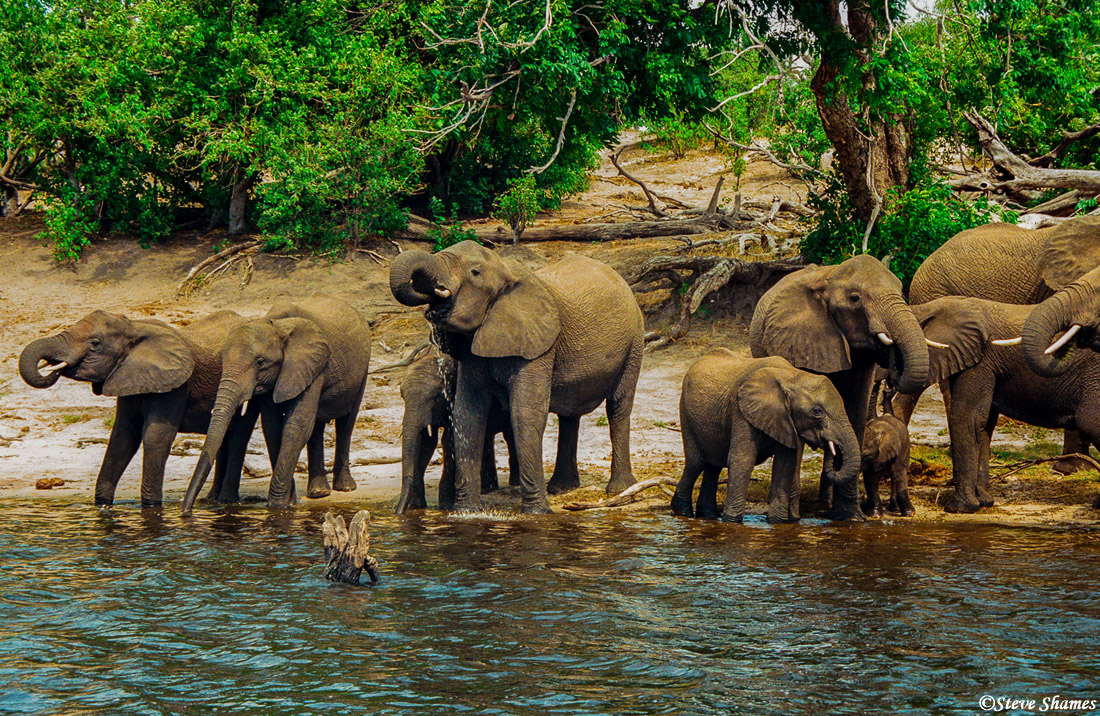 There are large herds of elephants at Chobe National Park.&nbsp;Here they are having their daily drink.