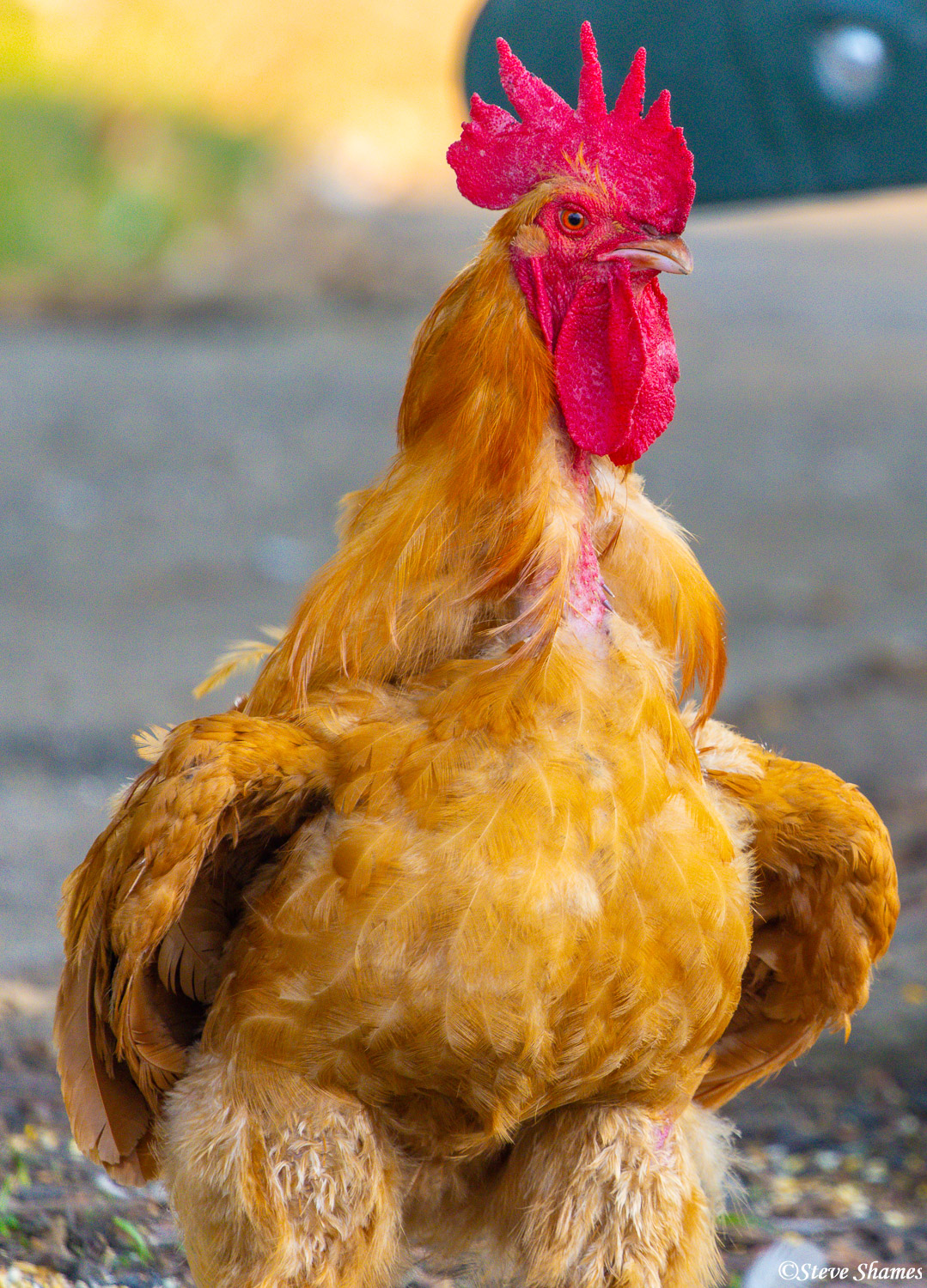 Rooster roaming around the town of Fair Oaks, California.