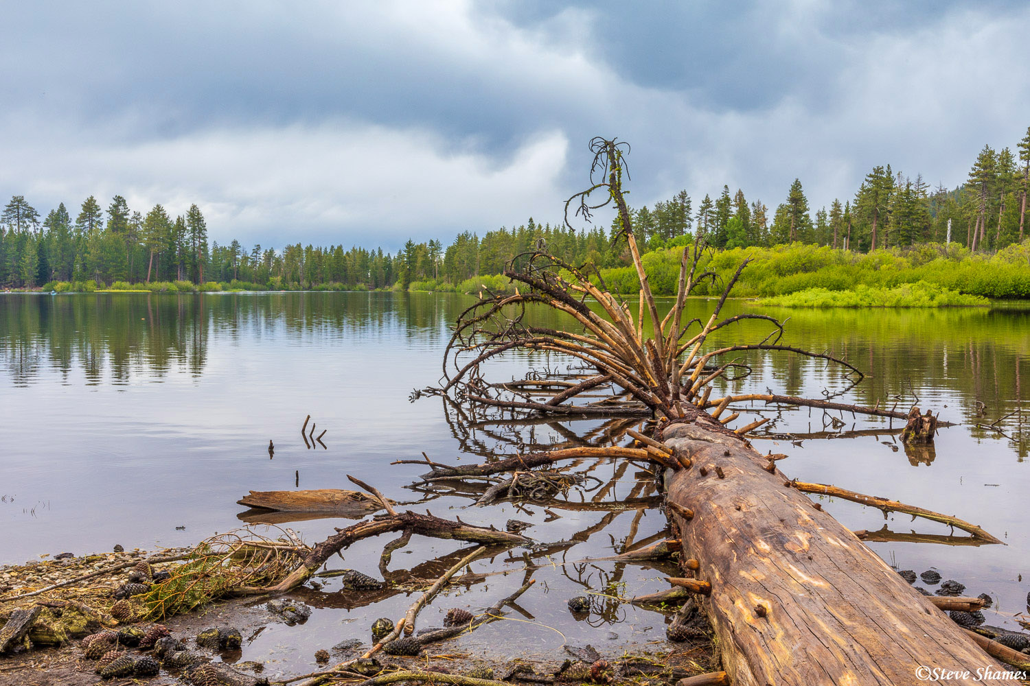 I thought this fallen tree in Manzanita Lake made for a photo op.