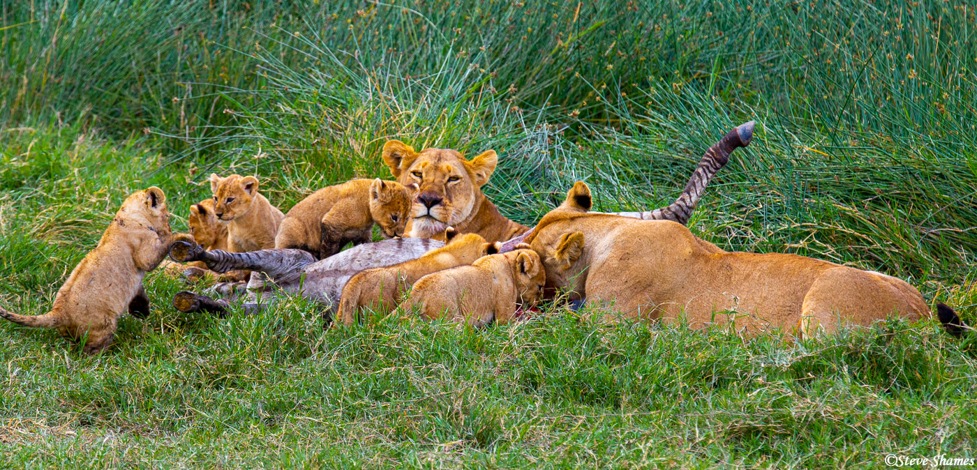 Lions having a family meal.