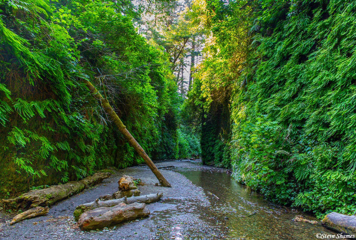 Amongst the redwood forests is an interesting spot called Fern Canyon. High straight walls of ferns gives it a unique and sort...