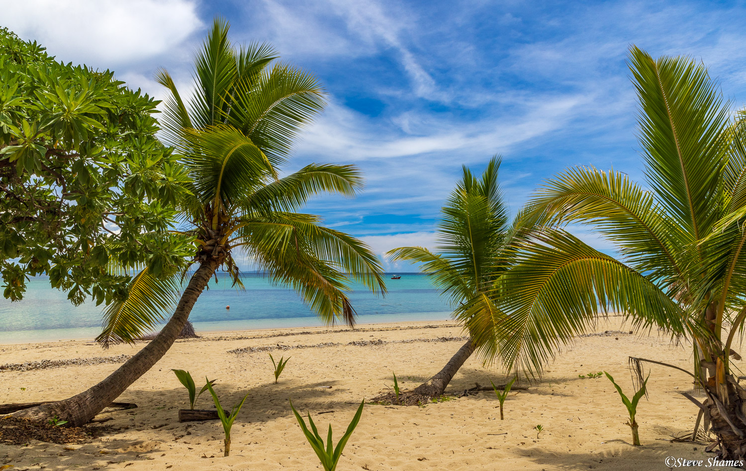 The view from one of Fiji's many tiny islands. The winds must blow in the directions the little palm trees are leaning.
