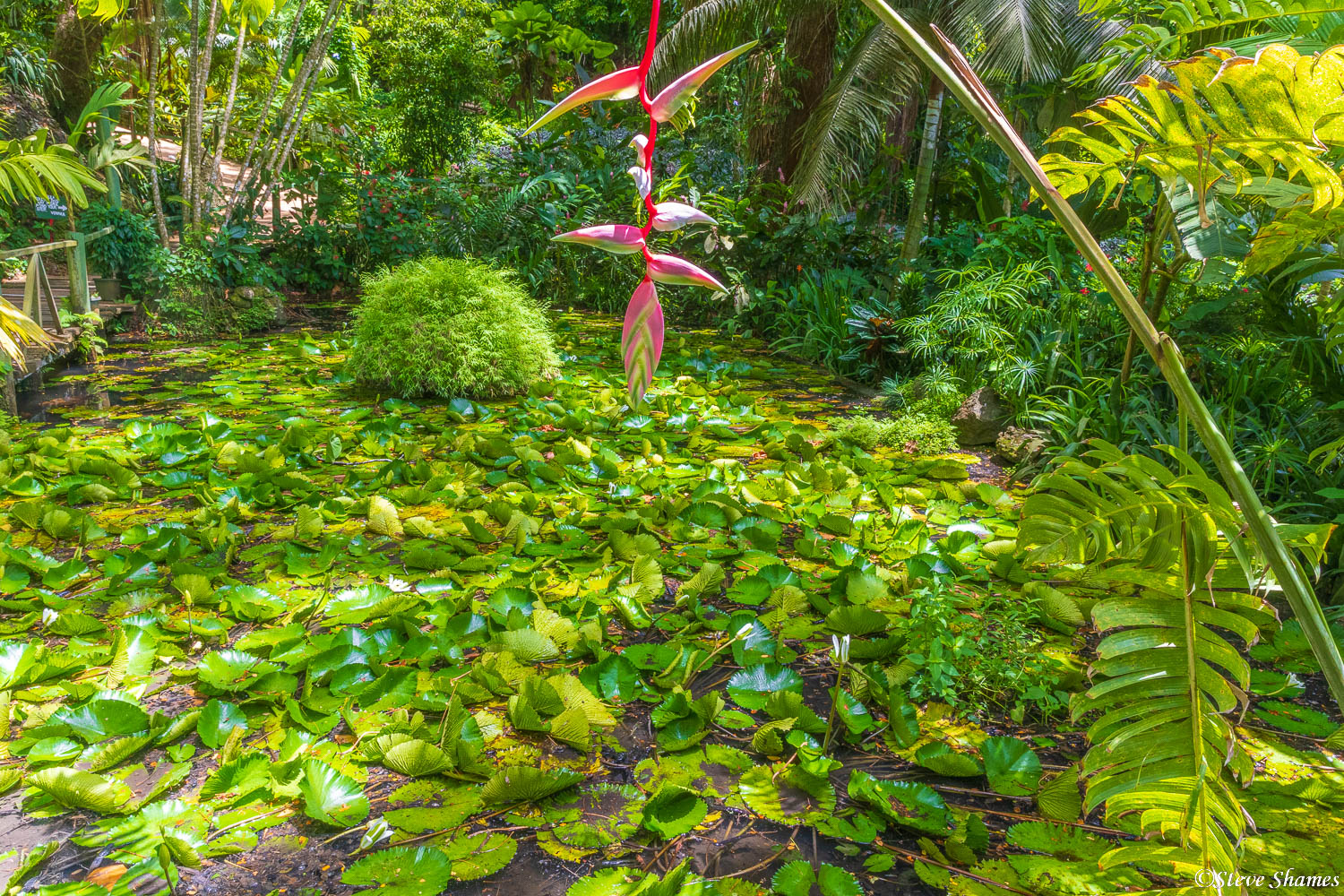 Lush vegetation in Fiji. This tropical isle reminded me a lot of Maui.