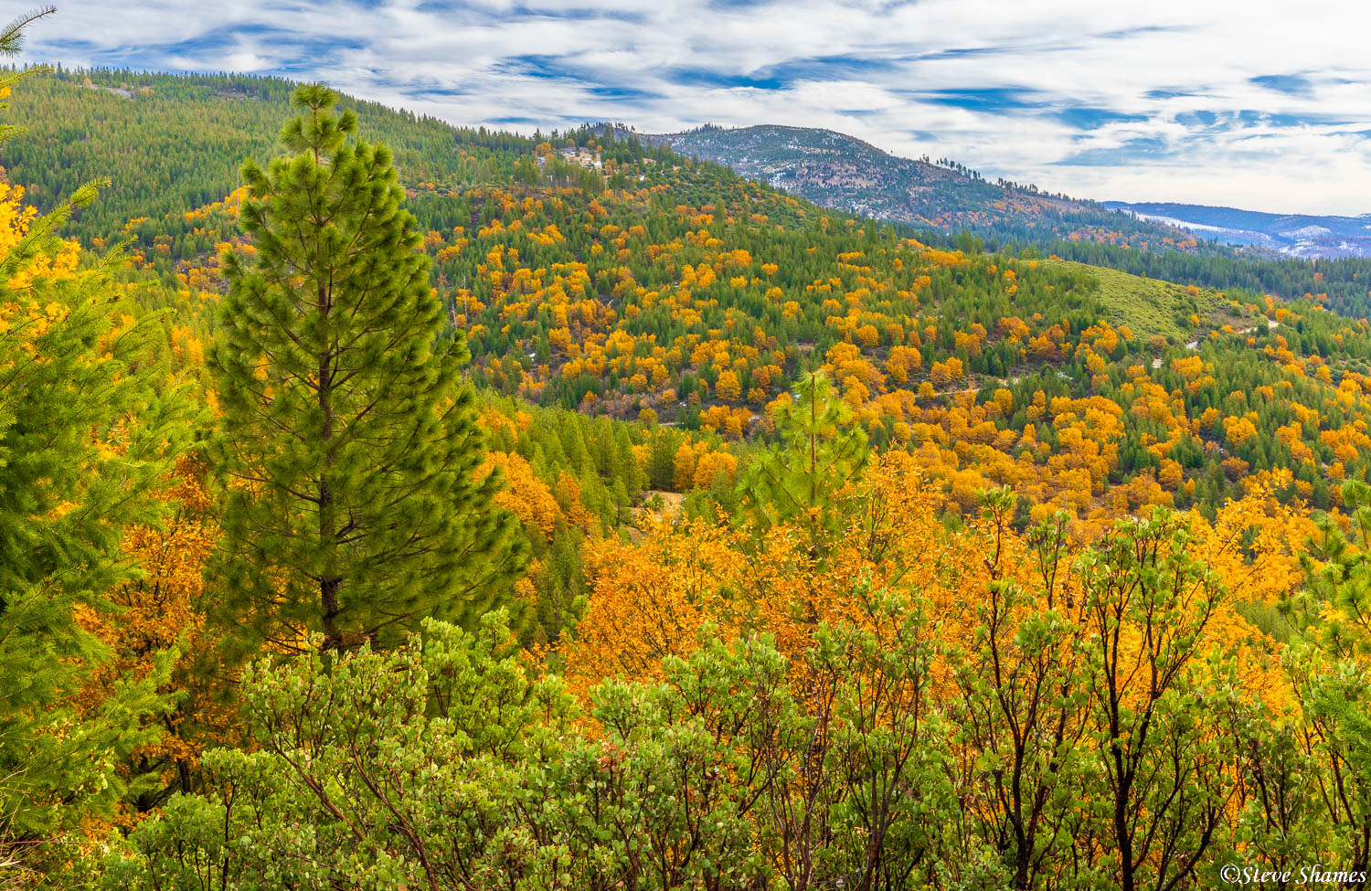 Fall colors on a Sierra foothills hillside.