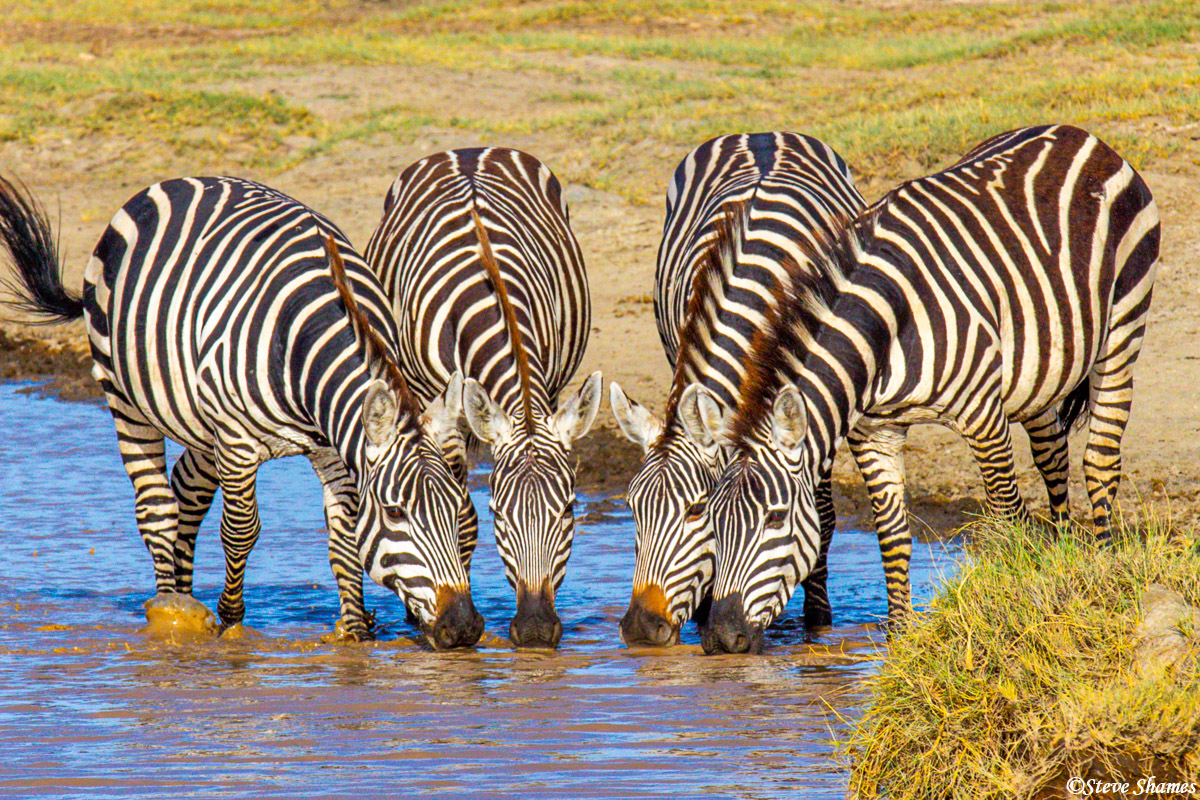 Zebra drinking buddies.