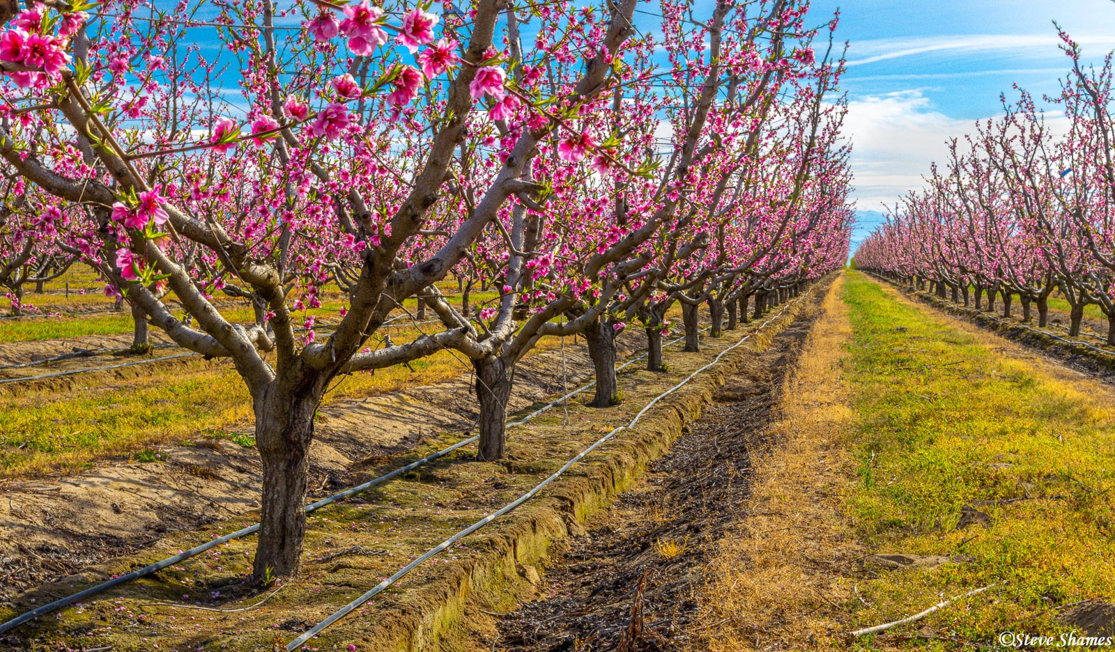 Along the Fresno County Blossom Trail, a great springtime drive!