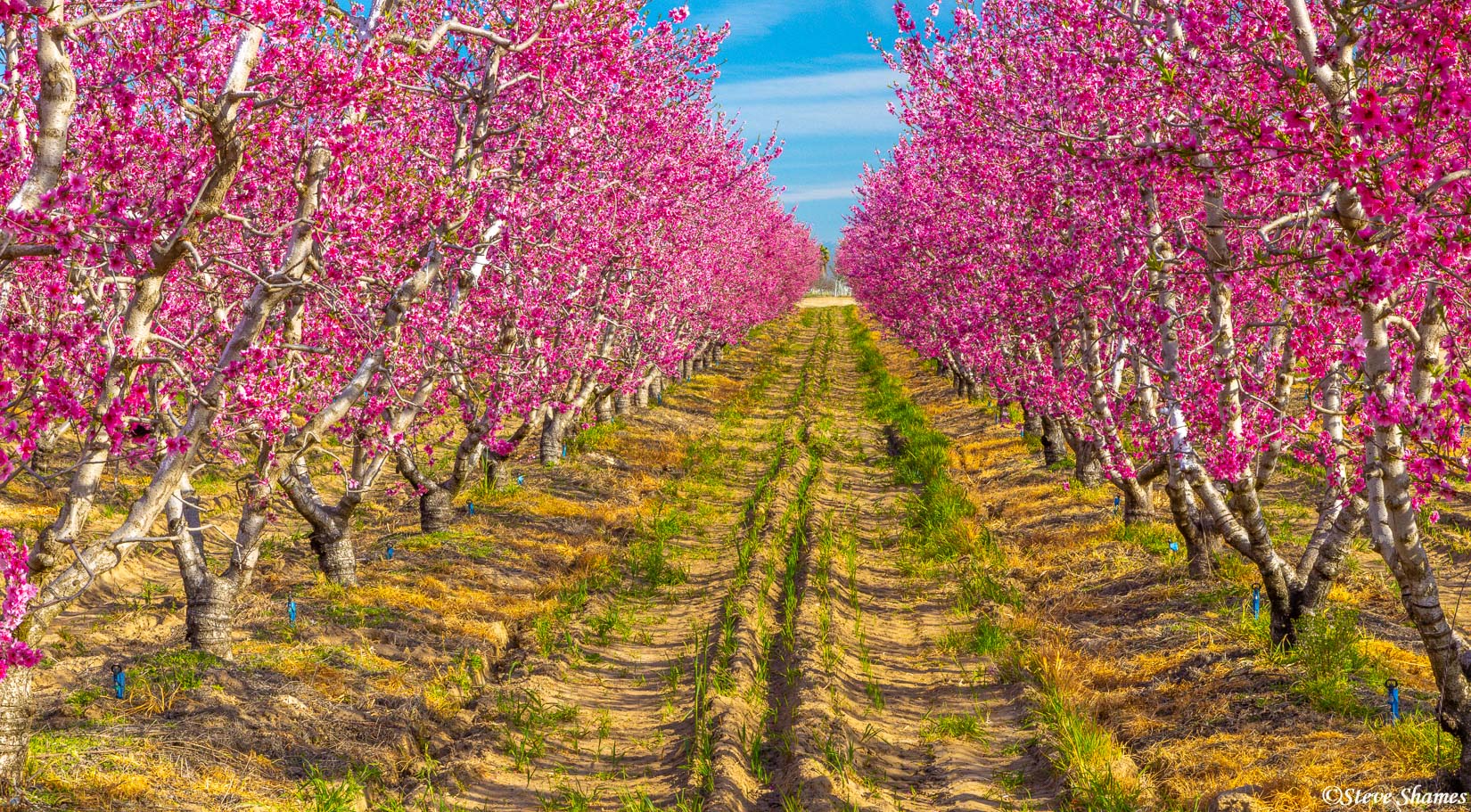 A bright pink orchard along the Fresno County Blossom Trail.