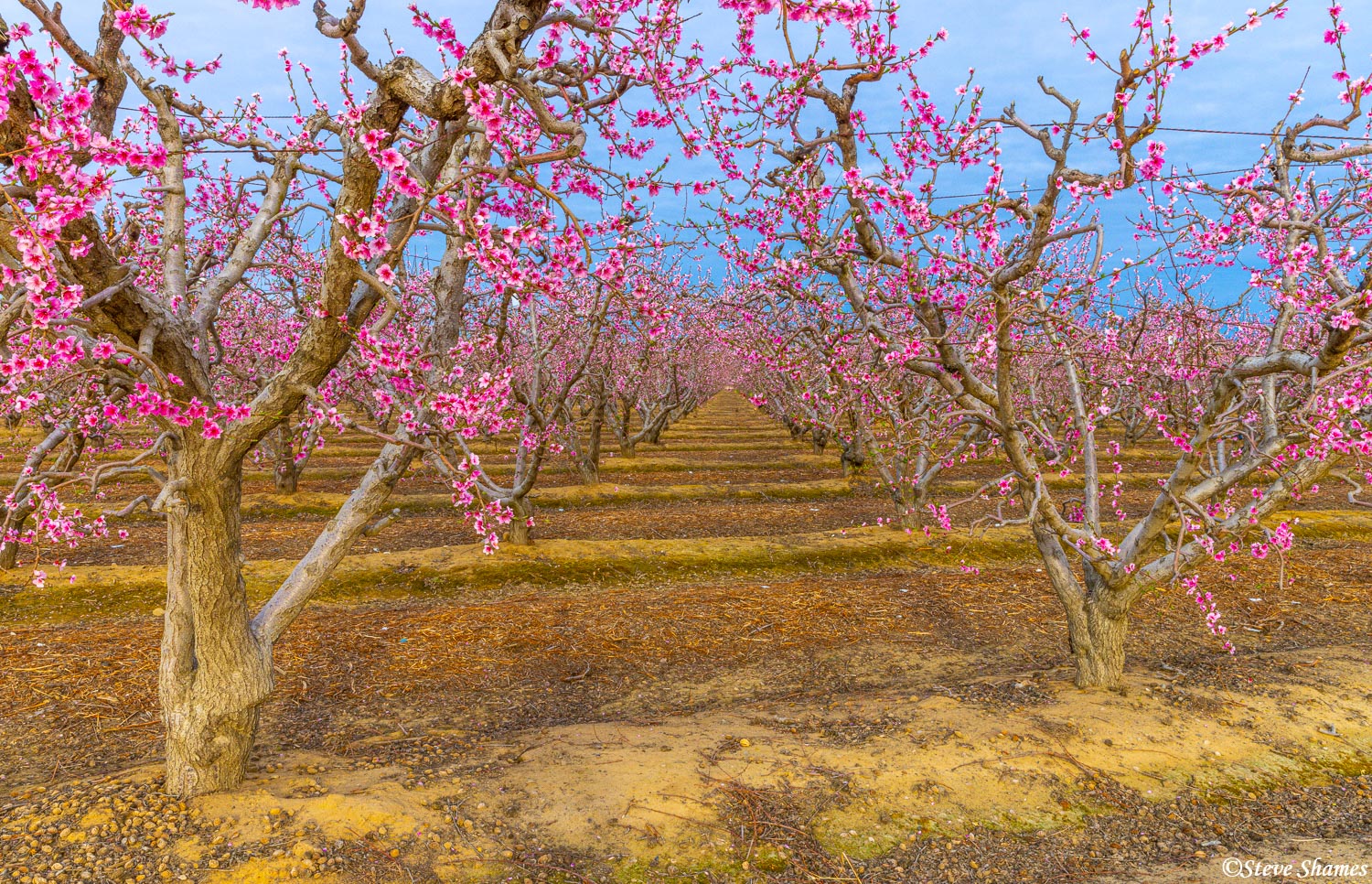 Fresno County orchard in the spring blossom!
