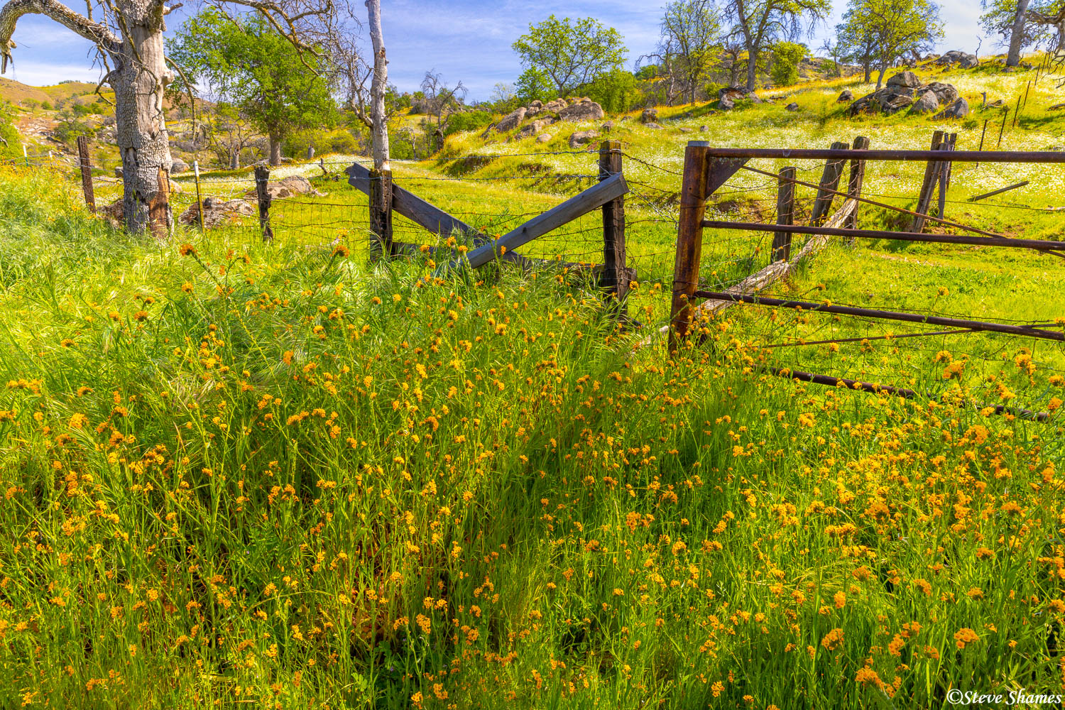 A pleasant rural spring scene in the foothills of Fresno County.