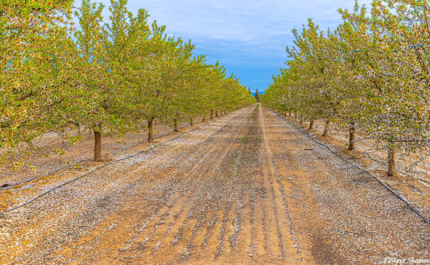 A mellow looking Fresno County orchard, with a snow like dusting of petals on the ground.