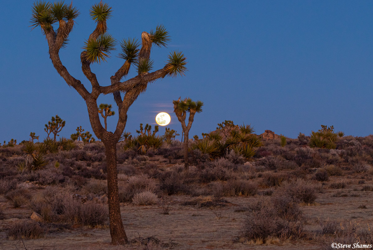 Full moon rising over Joshua Tree National Park.