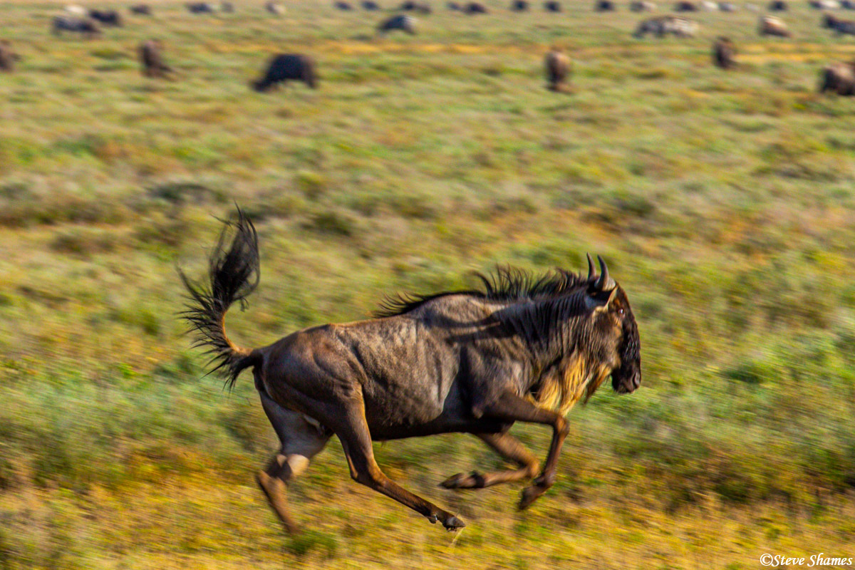 This wildebeest seems to be having fun, just galloping around. As long as no lions or hyenas are near, they can goof off.