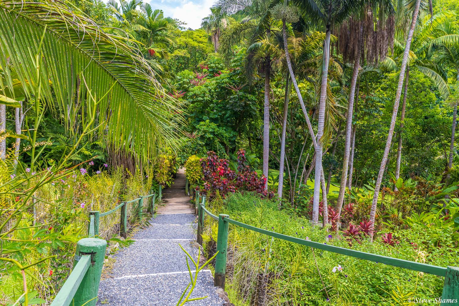 Garden of the Sleeping Giant Fiji Islands Steve Shames Photo Gallery