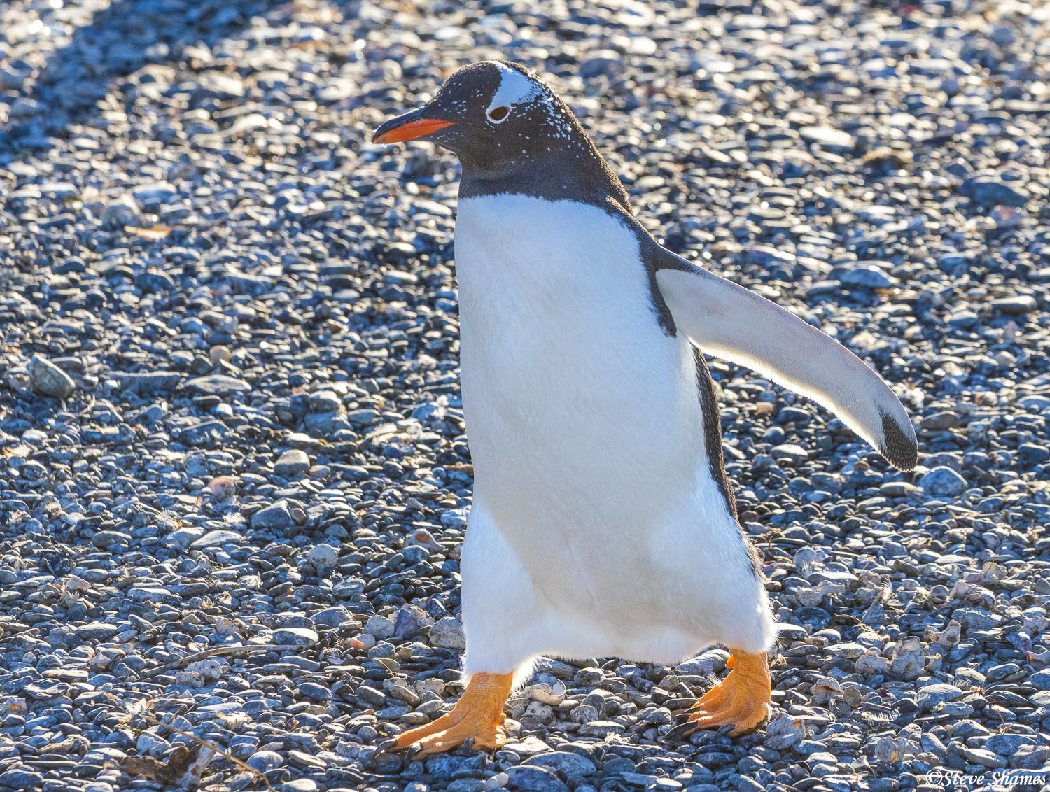 This is a Gentoo penguin, taking a walk.