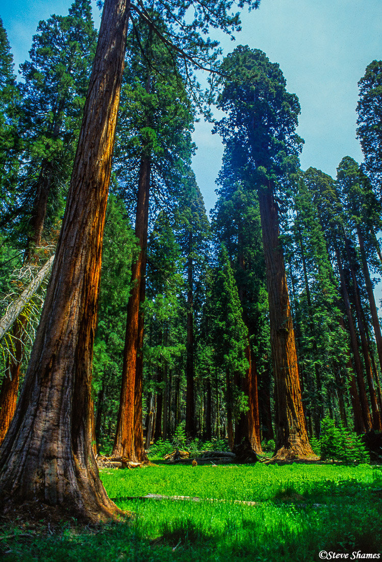 A grove of giant sequoia trees.